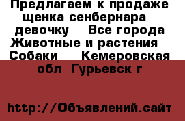 Предлагаем к продаже щенка сенбернара - девочку. - Все города Животные и растения » Собаки   . Кемеровская обл.,Гурьевск г.